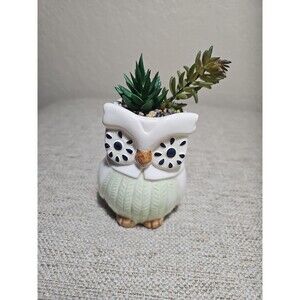 Owl Succulent Pot Mini Ceramic Rocks Planter Faux Multicolor